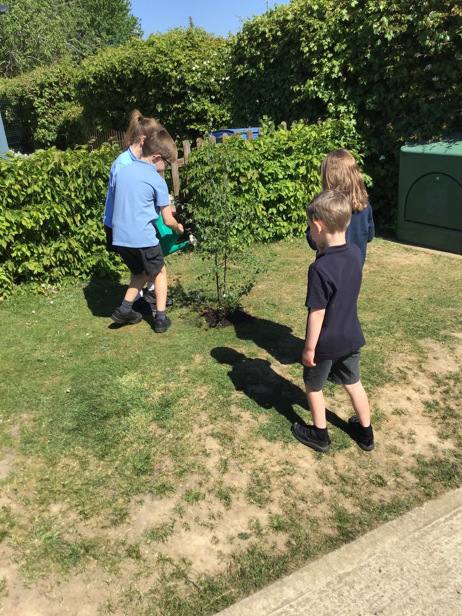 Reception and Year 3 children watering a tree