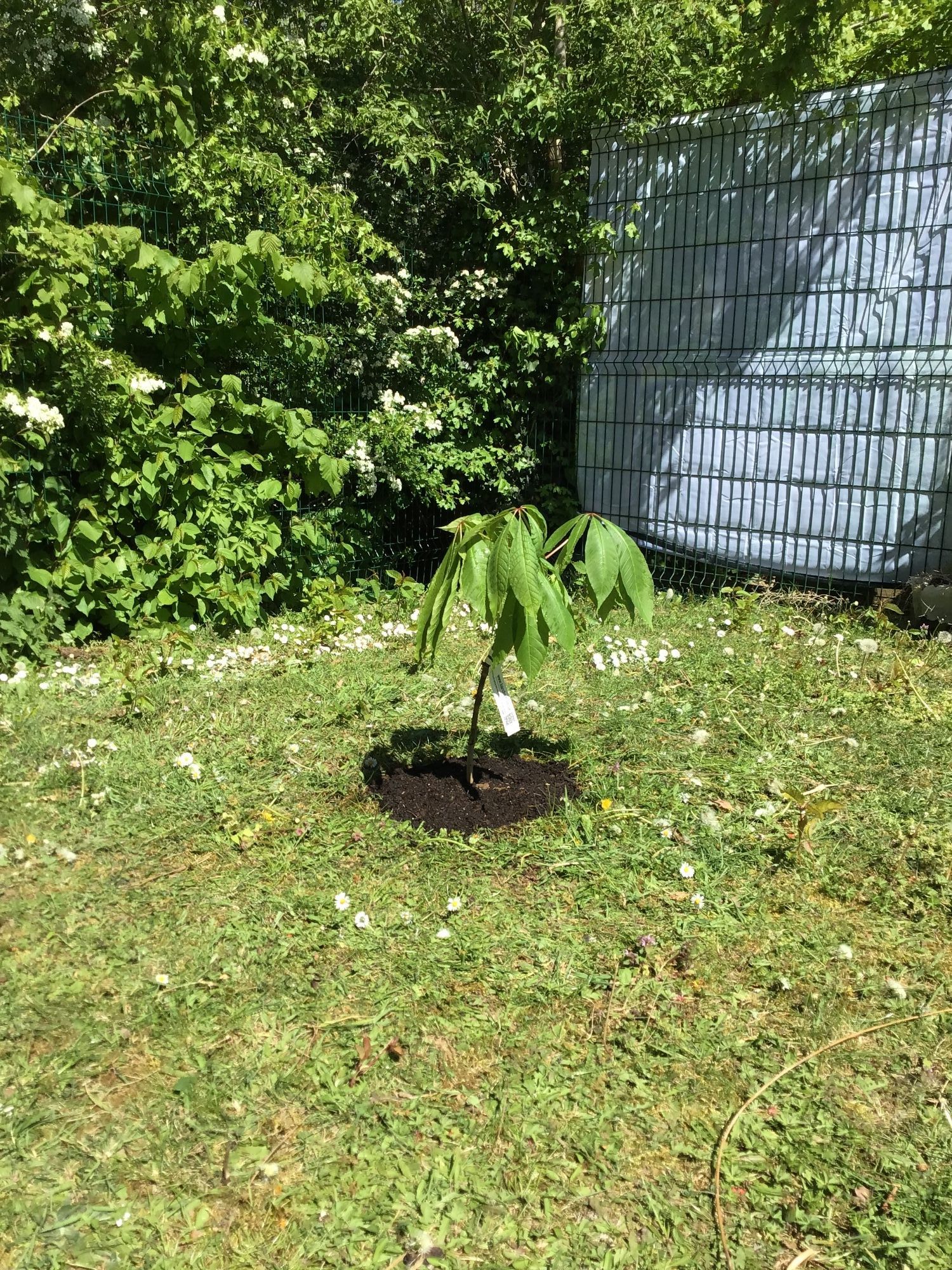 Planted tree