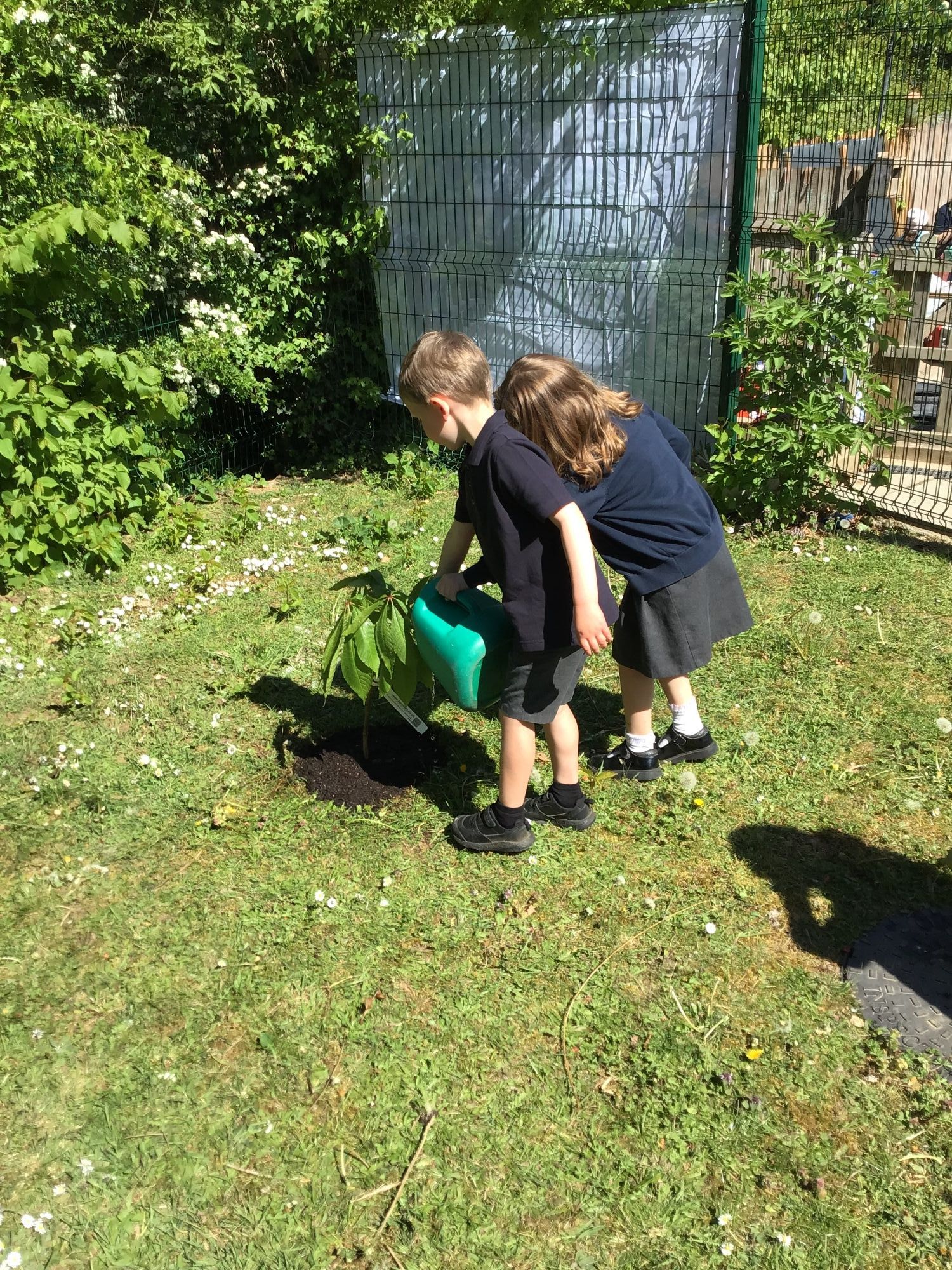 Reception children watering a tree