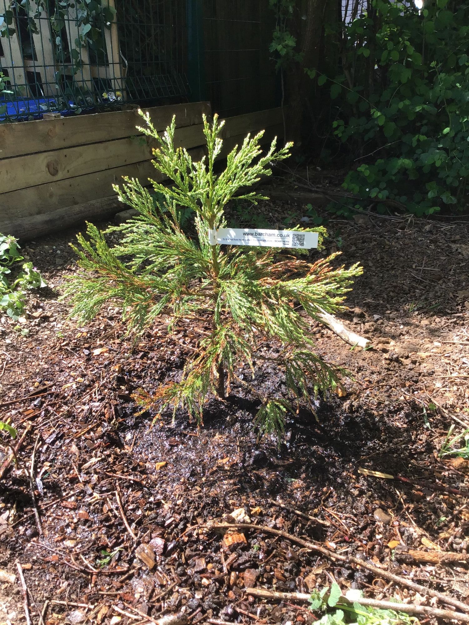 Planted tree
