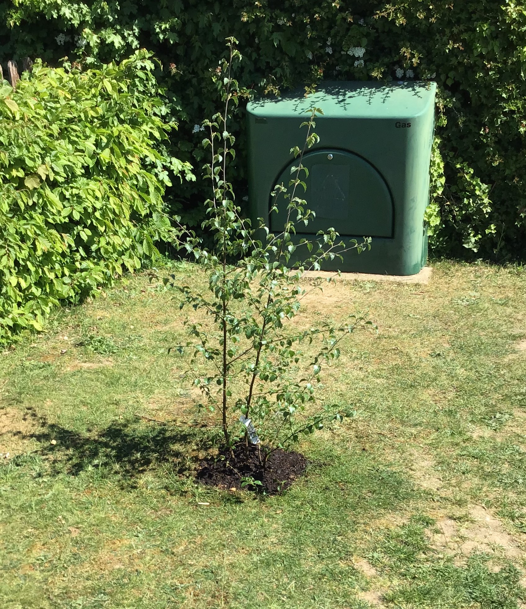 Planted tree