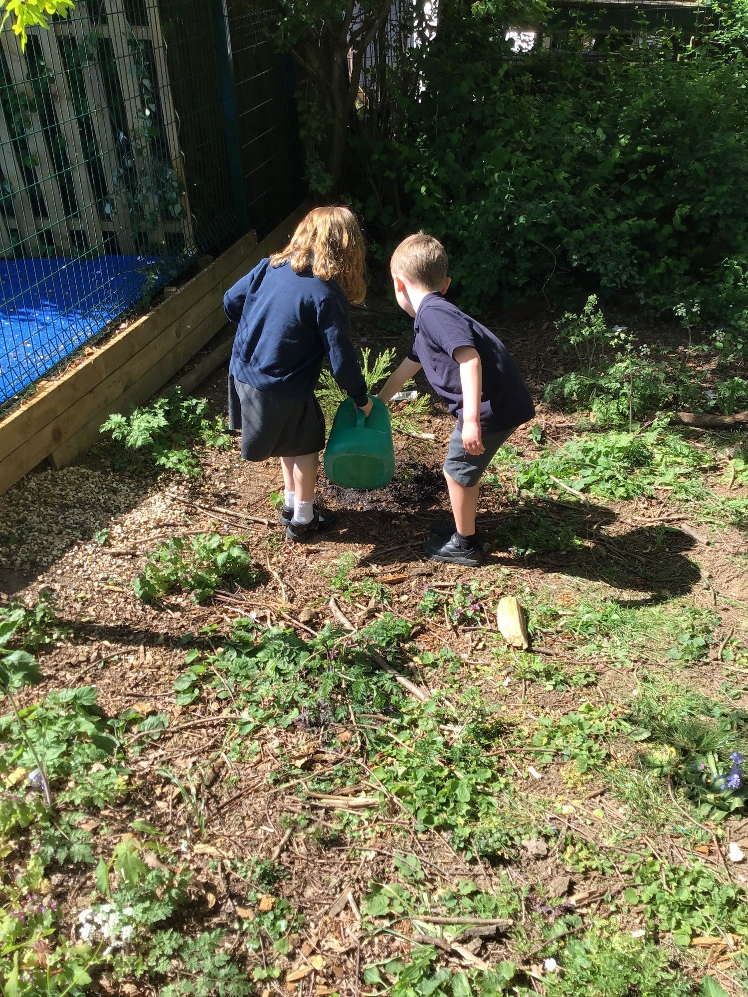Reception children watering a tree